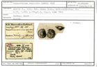 Karteikarte zum Holotyp von Truncatulina regularis Karrer, 1868